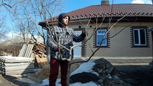 Обрезка сливы весной / 2-й и 3-й год после посадки!!!
