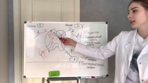 Вегетативная нервная система|Физиология|Метасимпатическая нервная система