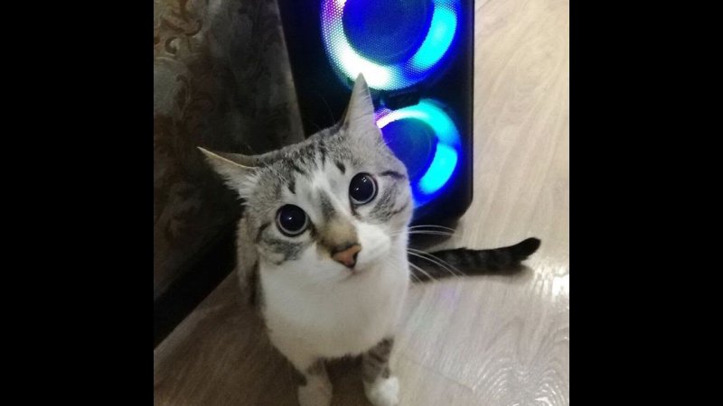 Колонка взбесилась?