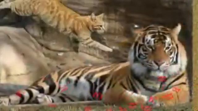 ,,Я буду, для тебя всегда твоей малышкой,,.mp4 смотреть онлайн