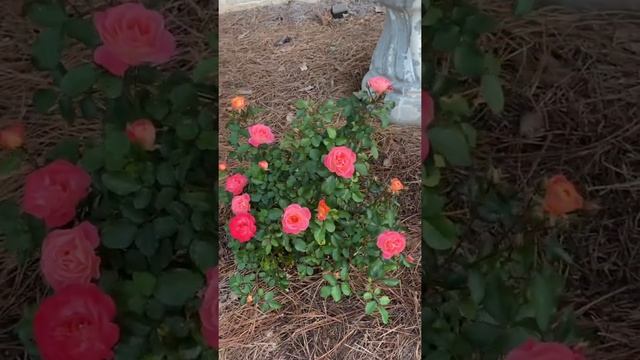 Planting peach drift roses **will review in another video**