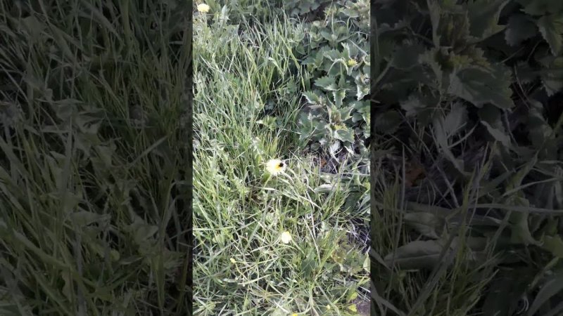 Садоводы без урожая #bee
