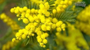 Brocard Сады Соблазна | Обзор очень бюджетных цветочных ароматов | Anisia Beauty