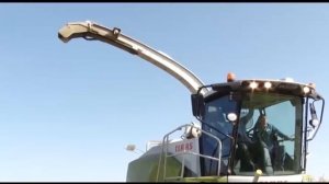 Уборка кукурузы на зерно кормоуборочный комбайн JAGUAR CLAAS 850 в ОА Звонаревокутское