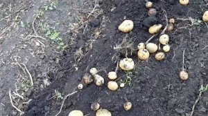 Копаем картошку мотоблоком Ока!