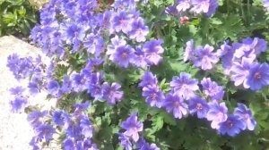 Bumblebees on Johnsons Blue Geraniums