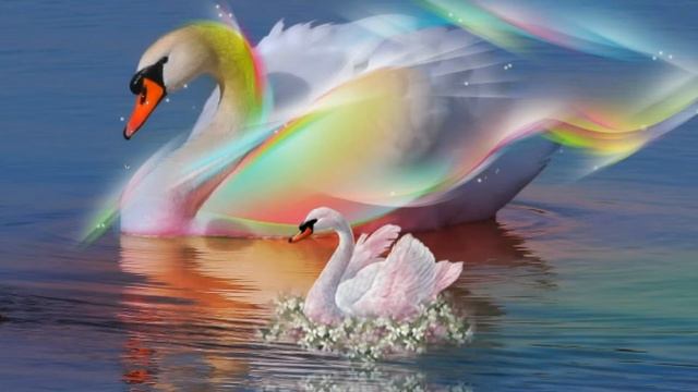 футаж- лебединая верность . смотреть онлайн