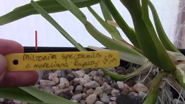 Orchids With Fusarium, My 