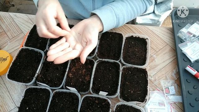 Петуния кустовая. Посев. смотреть онлайн