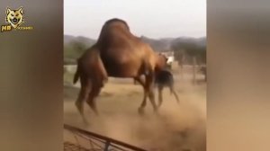 5 Most Epic Donkey Attacks Caught on Camera | Donkey vs Camel , Bull , Alligator