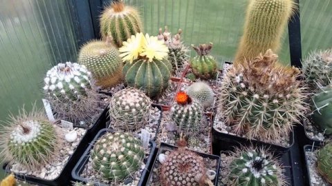 Коллекция кактусов.Обезьяний хвост,эхиноцереусы,гимнокалициумы,моравеция,опунция.Цветение.
