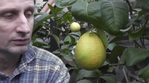 Citrus sp. Цитрус "Крылья Таиланд"