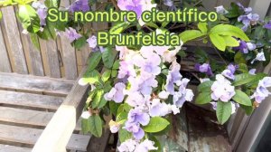 Esta flor se llama ayer , hoy Y mañana ( Brunfelsia)