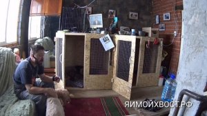 Приучаем собаку к клетке, вольеру. Ч 3