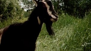 Гостья из будущего 2 из 5 (12+, Классика отечественной фантастики, Приключения, Семейный)