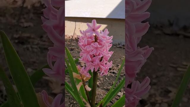 PINK HYACINTH