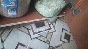 как приручить голубя