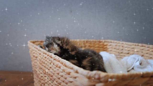 Милые котята делают свои первые шаги 2021 - котята мяу котенок мур😍