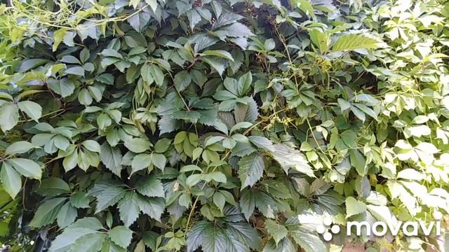 Девичий виноград.Только стрижка! смотреть онлайн