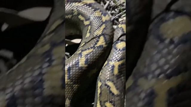 Carpet Python from Brisbane, Qld. Mpr in S/E QLD. 2022.