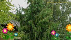 Кипарисовик нутканский Пендула. Краткий обзор, описание chamaecyparis nootkatensis Pendula