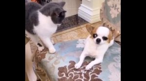 Смешное Видео Про Собак И Кошек ? ? #28