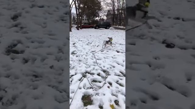 Stewart learning the first part of the fetch game!