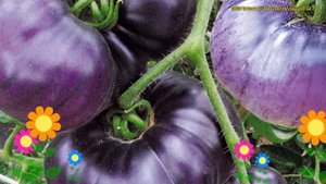 Томат обыкновенный Лазурный гигант. Краткий обзор, описание solanum lycopersicum Lazurnyj gigant