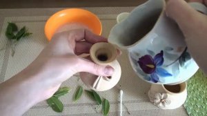 Укоренение фикуса в воде. Размножение фикуса черенками.