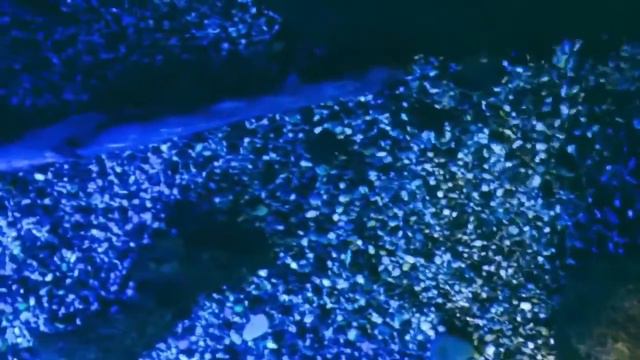 Лазаревское : Океанариум "Тропическая Амазонка" жесть как интересно смотреть онлайн