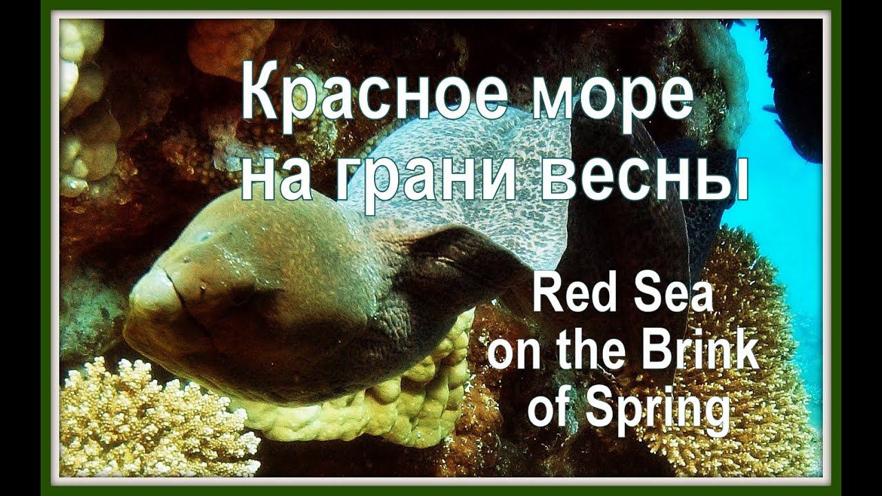 Красное море на грани весны