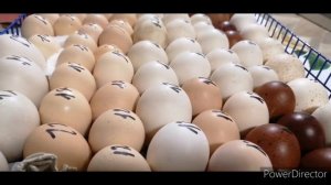 Инкубатор РЭМИЛ 690ЦД. Совместная инкубация с до закладкой.