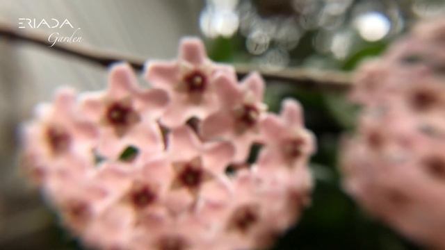 Hoya Hindu Rope flowers blooms in zoom Hoya Carnosa Compacta flowers смотреть онлайн