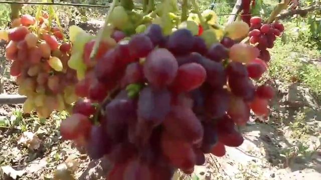 Хусайне Келин Бармак, Роза красная, Маэстро, Марлин, Колибри 30 августа 2021 Виноградник Щереденков