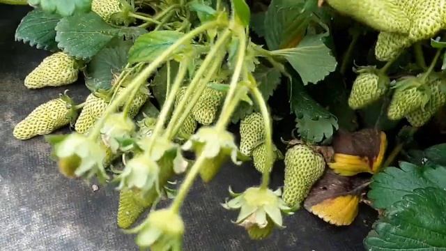 Клубника сорта сирия на 15. 04. 2019 смотреть онлайн