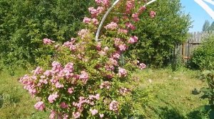 Роза-рамблер без шипов? Так ли это?Обзор розы Вартбург в саду.