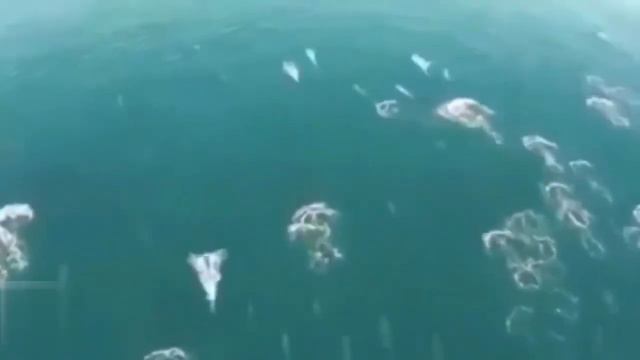 ТОП 5 Необычных морских существ