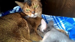 Ласка большого зверя