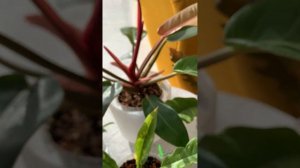 Филодендроны обзор 🪴☀️🪴 Карамель, золотой крокодил, принц оф Оранж, ринг оф файер 🔥