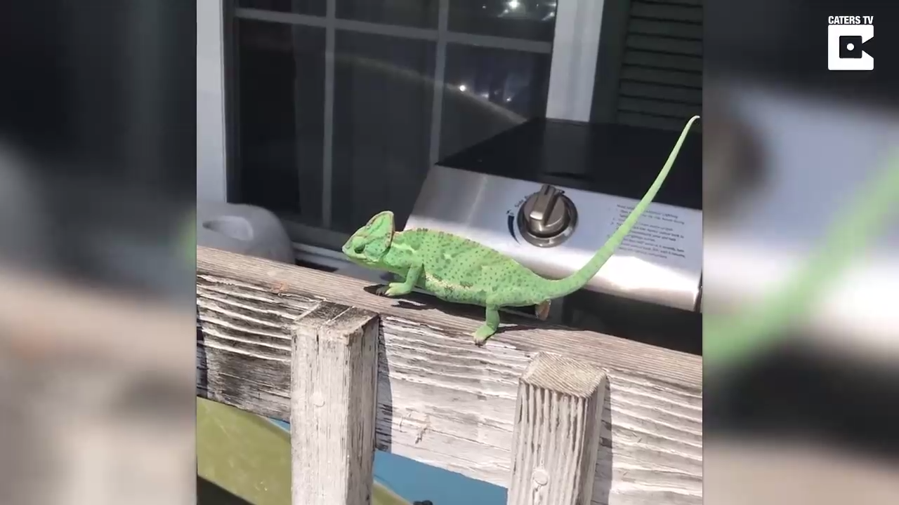 Танцующий хамелеон смотреть онлайн