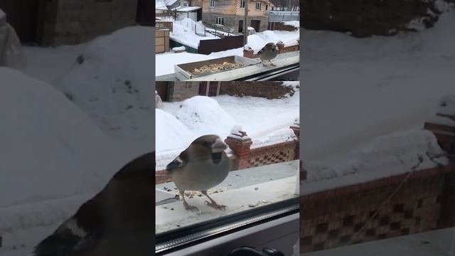 Птица стучит в окно к вестям или просто прилетела поздороваться? The bird flew in to say hello.