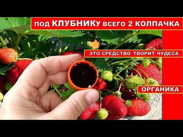 КЛУБНИКА ЗАВЯЗЫВАЕТСЯ НА ГЛАЗАХ! ПОДКОРМКА ТВОРИТ ЧУДЕСА! ОРГАНИЧЕСКОЕ УДОБРЕНИЕ ДЛЯ УРОЖАЯ КЛУБНИКИ