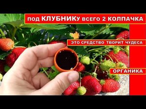 КЛУБНИКА ЗАВЯЗЫВАЕТСЯ НА ГЛАЗАХ! ПОДКОРМКА ТВОРИТ ЧУДЕСА! ОРГАНИЧЕСКОЕ УДОБРЕНИЕ ДЛЯ УРОЖАЯ КЛУБНИКИ
