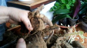 Хранение клубней георгин зимой в квартире.