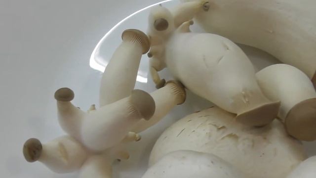 Выращивание экзотических грибов Еринги в домашних условиях. Часть 3 смотреть онлайн