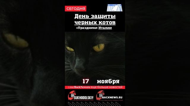 Сегодня, 17 ноября , в этот день отмечают праздник, День защиты черных котов