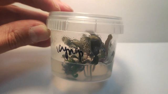 Живое аквариумное растение Буцефаландра Купер Лиф Мелави меристемное
