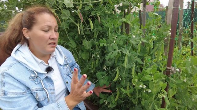 Как вырастить горох знают все, но как выбрать лучший сорт, чтобы собирать рекордный урожай до осени