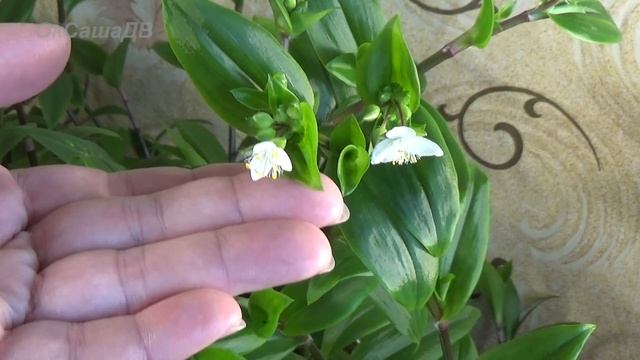Традесканция. Как цветет традесканция. Tradescantia.