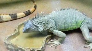 Игуана прыгает на голову человеку